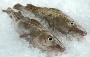 Karp coraz droższy. Zagrożone ryby trafią na wigilijny stół?