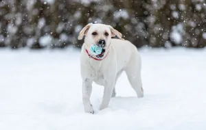 Czym smarować łapy psa zimą? Pielęgnacja psich łap