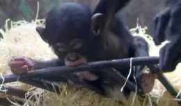 Szympans Sam urodził się w gdańskim zoo