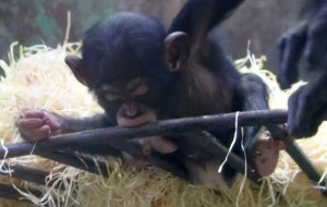 Szympans Sam urodził się w gdańskim zoo