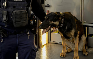 Nowe, specjalne radiowozy dla psów policyjnych