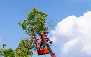 Wycinka drzew 2023. Jakie drzewa można wyciąć bez pozwolenia?