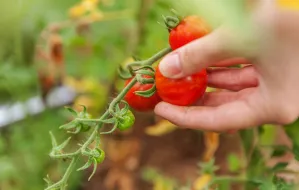 Kiedy siać pomidory? Wysiew pomidorów krok po kroku