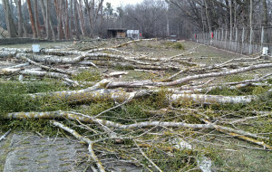 Podtrzymana kara 110 tys. zł za wycinkę drzew