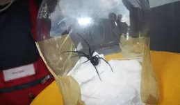 Jadowite pająki w kontenerze