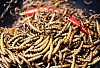 Jadalne robaki na festiwalu azjatyckim