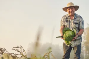 Kup kapustę, uratuj pana Marka! 25 ton na sprzedaż, 2 zł za kg