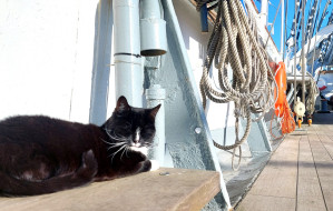 Fela: kot, który stwierdził, że zamieszka na Darze Pomorza