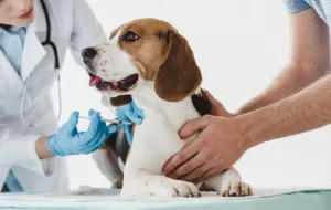 Ile kosztuje szczepienie psa?