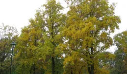 Ćwierć tysiąca nowych drzew w Gdańsku