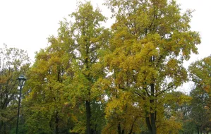 Ćwierć tysiąca nowych drzew w Gdańsku