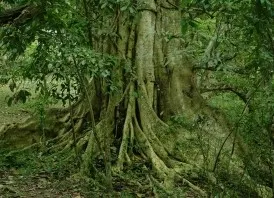 Planuj tydzień: muzyka z zielonego lasu i filmy w Sopocie