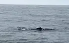 Gdynianin nagrał wieloryba w Bałtyku