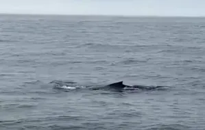 Gdynianin nagrał wieloryba w Bałtyku