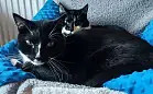 Kociaki Misia i Romek szukają domu razem lub osobno