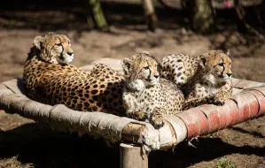 Gepardy z zoo dostały imiona. Pomysłodawcy zapłacili za to 21,2 tys. zł