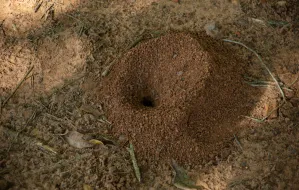 Jak pozbyć się mrówek z ogrodu? Domowe sposoby na mrówki