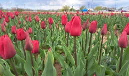 Zerwij tulipany prosto z pola. Start w najbliższą sobotę