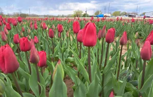 Zerwij tulipany prosto z pola. Start w najbliższą sobotę