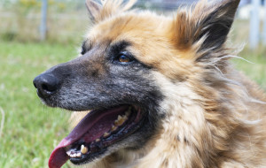 Szerman: bystry i mądry pies z Radys szuka opiekuna