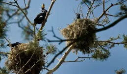 Na majówkę: wąskotorówka i kormorany