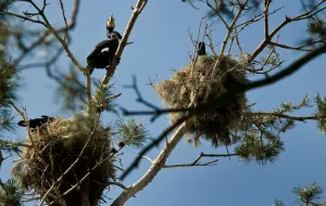 Na majówkę: wąskotorówka i kormorany