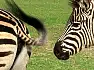 ZOO: hipnotyzujące ogony