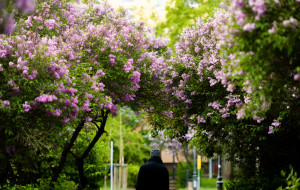 Co kwitnie w maju? 17 popularnych kwiatów, krzewów i drzew