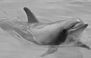 Delfiny szkodzą, ale hitlerowcy jeszcze bardziej