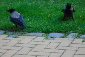 Agresywne wrony atakują ludzi