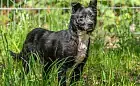 Tasman: zalękniony pies z objętej wojną Ukrainy