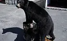 Celnicy zatrzymali dwa wypchane niedźwiedzie