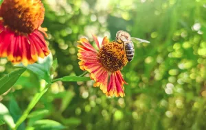 Rośliny miododajne. Jakie rośliny sadzić dla pszczół?