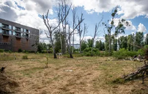 Prawomocna kara 214 tys. zł za zatrucie 39 drzew