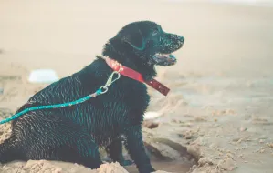 Gdzie z psem na plażę w Trójmieście?