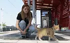Kot, który odprowadza swoją panią na pociąg, stał się sławny na całą Polskę