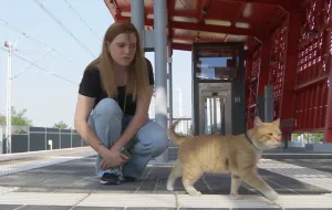 Kot, który odprowadza swoją panią na pociąg, stał się sławny na całą Polskę