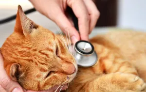 Jest oświadczenie GIS ws. tajemniczej choroby zabijającej koty