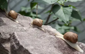 8 sposobów na ślimaki w ogrodzie