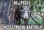 Studenci zbadali, co mieszkańcy Trójmiasta myślą o dzikach