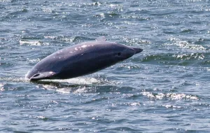 Wieloryby, delfiny i morświny. Kto mieszka w Bałtyku, a kto tylko tu zagląda?