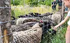 Są zarzuty za przekręt przy wypasie owiec
