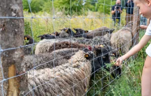 Są zarzuty za przekręt przy wypasie owiec