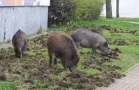 "Nie chcę płacić za zabijanie dzików"