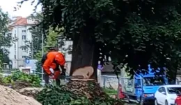 Opłata za wycinkę 100-letniego drzewa niższa o 110 tys. zł