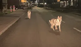 Dwa wilki w  Gdyni? To zdjęcie poruszyło internautów
