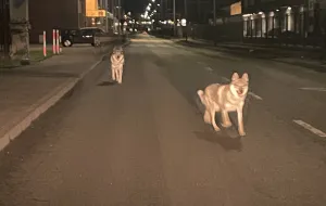 Dwa wilki w  Gdyni? To zdjęcie poruszyło internautów