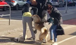 Pies zagryzł psa na ulicy. Pijana właścicielka nie powstrzymała zwierzęcia