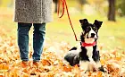 Najlepsze miejsca na jesienny spacer z psem