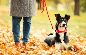 Najlepsze miejsca na jesienny spacer z psem